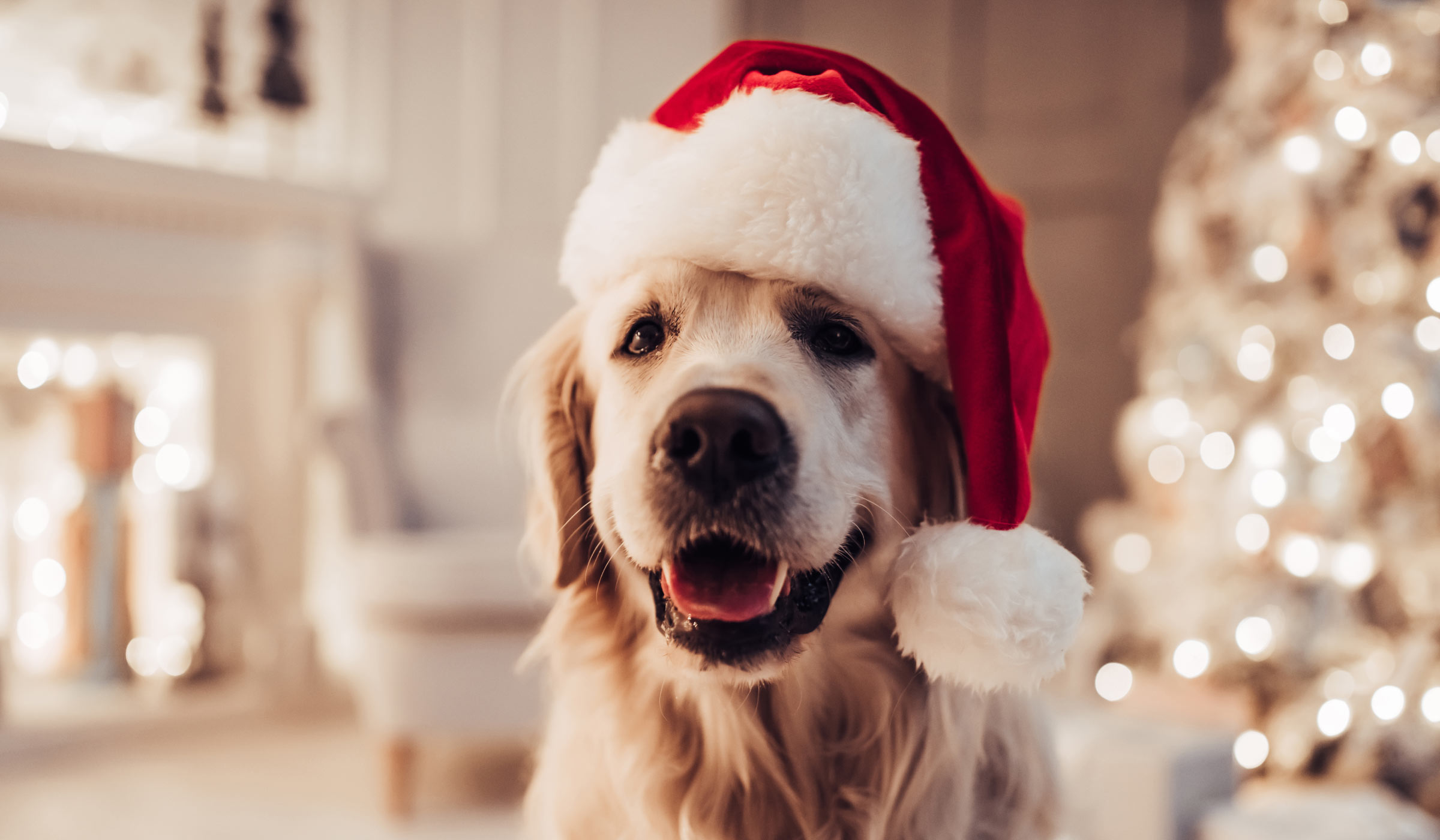 A white dog wearing a santa hat with a decorated living room behind him