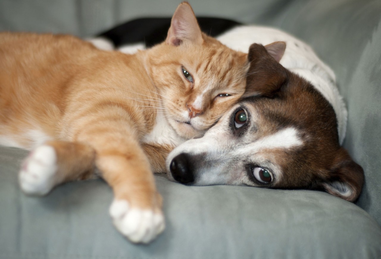 cat and dog laying on couch together; Shutterstock ID 2134046195; purchase_order: 622336; job: ALBC IV00191452; client: Licensed to Albertsons LLC, New Albertsons Inc., United Supermarkets LLC, Safeway, Inc.; other: 